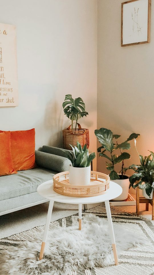 green potted plant on white round table