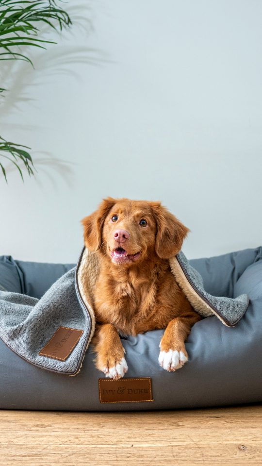 brown short coated dog on gray couch